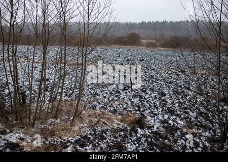 Weiße Asche nach einem Waldbrand liegt auf dem verkohlten schwarzen Boden in einem Feld, Schnee fällt von oben, eine kontrastierende Landschaft der ökologischen Katastrophe mit Stockfoto