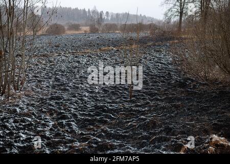 Weiße Asche nach einem Waldbrand liegt auf dem verkohlten schwarzen Boden in einem Feld, Schnee fällt von oben, eine kontrastierende Landschaft der ökologischen Katastrophe mit Stockfoto