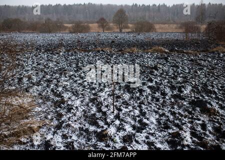 Weiße Asche nach einem Waldbrand liegt auf dem verkohlten schwarzen Boden in einem Feld, Schnee fällt von oben, eine kontrastierende Landschaft der ökologischen Katastrophe mit Stockfoto