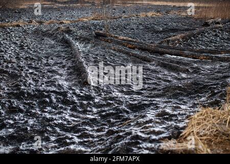 Weiße Asche nach einem Waldbrand liegt auf dem verkohlten schwarzen Boden in einem Feld, Schnee fällt von oben, eine kontrastierende Landschaft der ökologischen Katastrophe mit Stockfoto