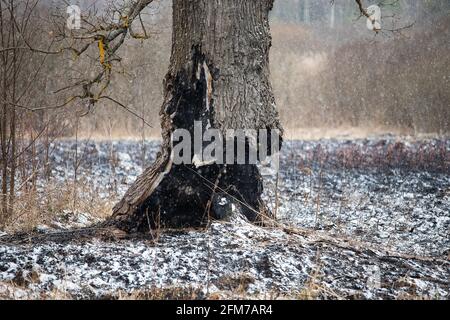 Der Stamm eines Baumes, der weiter wächst, wurde zu Boden verbrannt, die Folgen eines natürlichen Feuers auf die verkohlte Asche, ein seltsamer Baum, der überlebt hat Stockfoto