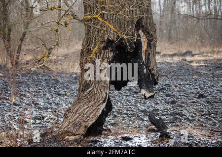 Der Stamm eines Baumes, der weiter wächst, wurde zu Boden verbrannt, die Folgen eines natürlichen Feuers auf die verkohlte Asche, ein seltsamer Baum, der überlebt hat Stockfoto