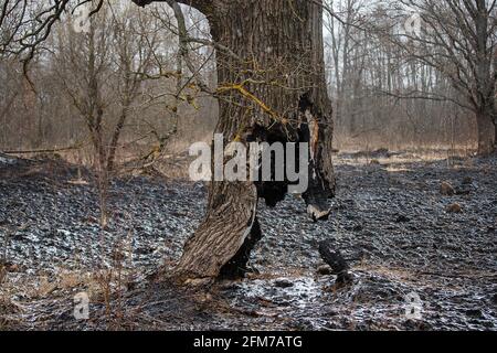 Der Stamm eines Baumes, der weiter wächst, wurde zu Boden verbrannt, die Folgen eines natürlichen Feuers auf die verkohlte Asche, ein seltsamer Baum, der überlebt hat Stockfoto