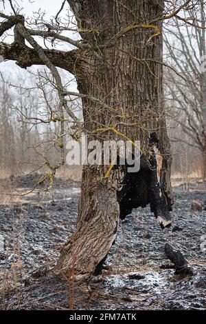 Der Stamm eines Baumes, der weiter wächst, wurde zu Boden verbrannt, die Folgen eines natürlichen Feuers auf die verkohlte Asche, ein seltsamer Baum, der überlebt hat Stockfoto