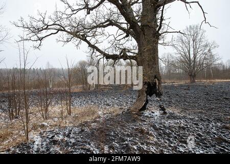 Der Stamm eines Baumes, der weiter wächst, wurde zu Boden verbrannt, die Folgen eines natürlichen Feuers auf die verkohlte Asche, ein seltsamer Baum, der überlebt hat Stockfoto