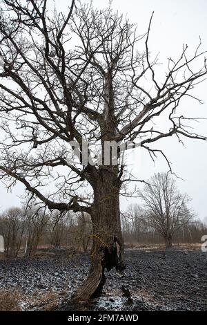 Der Stamm eines Baumes, der weiter wächst, wurde zu Boden verbrannt, die Folgen eines natürlichen Feuers auf die verkohlte Asche, ein seltsamer Baum, der überlebt hat Stockfoto