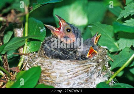 Braunes Kuhvogelkick im gelben Waldsänger-Nest Stockfoto