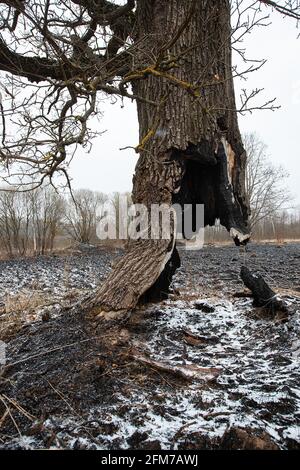 Der Stamm eines Baumes, der weiter wächst, wurde zu Boden verbrannt, die Folgen eines natürlichen Feuers auf die verkohlte Asche, ein seltsamer Baum, der überlebt hat Stockfoto