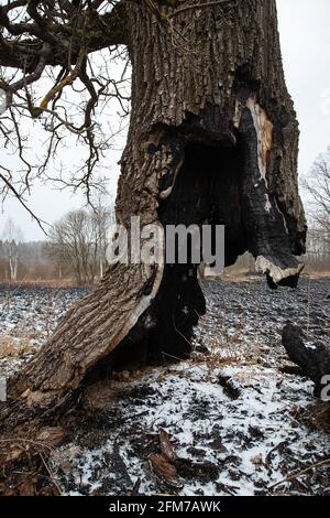 Der Stamm eines Baumes, der weiter wächst, wurde zu Boden verbrannt, die Folgen eines natürlichen Feuers auf die verkohlte Asche, ein seltsamer Baum, der überlebt hat Stockfoto