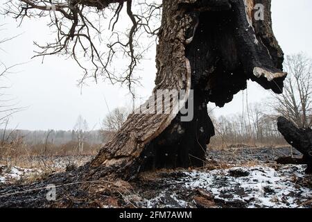 Der Stamm eines Baumes, der weiter wächst, wurde zu Boden verbrannt, die Folgen eines natürlichen Feuers auf die verkohlte Asche, ein seltsamer Baum, der überlebt hat Stockfoto