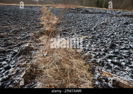 Weiße Asche nach einem Waldbrand liegt auf dem verkohlten schwarzen Boden in einem Feld, Schnee fällt von oben, eine kontrastierende Landschaft der ökologischen Katastrophe mit Stockfoto