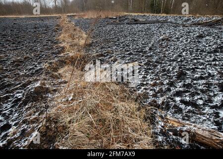 Weiße Asche nach einem Waldbrand liegt auf dem verkohlten schwarzen Boden in einem Feld, Schnee fällt von oben, eine kontrastierende Landschaft der ökologischen Katastrophe mit Stockfoto