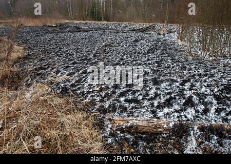 Weiße Asche nach einem Waldbrand liegt auf dem verkohlten schwarzen Boden in einem Feld, Schnee fällt von oben, eine kontrastierende Landschaft der ökologischen Katastrophe mit Stockfoto