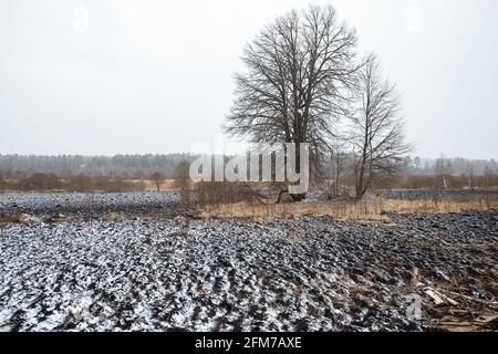 Weiße Asche nach einem Waldbrand liegt auf dem verkohlten schwarzen Boden in einem Feld, Schnee fällt von oben, eine kontrastierende Landschaft der ökologischen Katastrophe mit Stockfoto