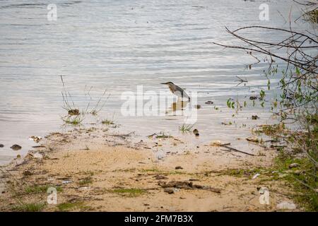 Der gestreifte Reiher (Butorides striata), auch bekannt als Mangrovenreiher oder Grünrückenreiher, Vogel am Fluss in Guatape, Kolumbien Stockfoto