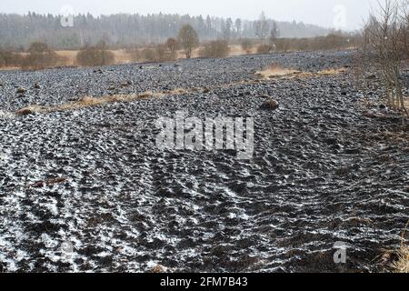 Weiße Asche nach einem Waldbrand liegt auf dem verkohlten schwarzen Boden in einem Feld, Schnee fällt von oben, eine kontrastierende Landschaft der ökologischen Katastrophe mit Stockfoto