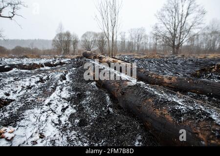 Weiße Asche nach einem Waldbrand liegt auf dem verkohlten schwarzen Boden in einem Feld, Schnee fällt von oben, eine kontrastierende Landschaft der ökologischen Katastrophe mit Stockfoto