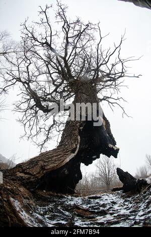 Der Stamm eines Baumes, der weiter wächst, wurde zu Boden verbrannt, die Folgen eines natürlichen Feuers auf die verkohlte Asche, ein seltsamer Baum, der überlebt hat Stockfoto