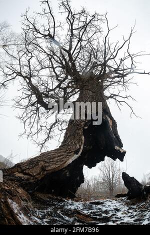 Der Stamm eines Baumes, der weiter wächst, wurde zu Boden verbrannt, die Folgen eines natürlichen Feuers auf die verkohlte Asche, ein seltsamer Baum, der überlebt hat Stockfoto