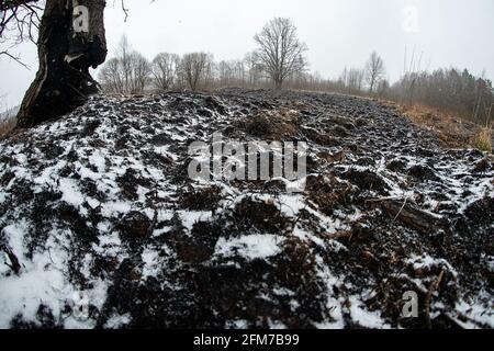 Weiße Asche nach einem Waldbrand liegt auf dem verkohlten schwarzen Boden in einem Feld, Schnee fällt von oben, eine kontrastierende Landschaft der ökologischen Katastrophe mit Stockfoto