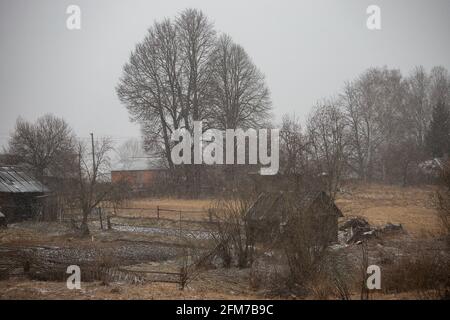 Der Stamm eines Baumes, der weiter wächst, wurde zu Boden verbrannt, die Folgen eines natürlichen Feuers auf die verkohlte Asche, ein seltsamer Baum, der überlebt hat Stockfoto