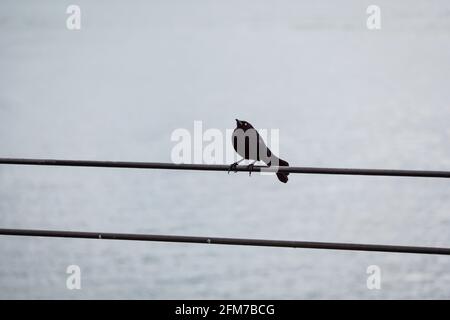 Der Carib Grackle (Quiscalus lugubris). Ein schwarzer Vogel, der auf den elektrischen Drähten am Fluss in Guatape, Kolumbien, steht Stockfoto