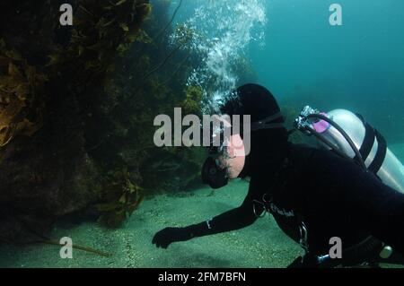 Taucher in schwarzem Neoprenanzug auf flachem Sandboden, beobachtet felsiges Riff mit dem Wachstum von braunem Seetang Ecklonia radiata. Stockfoto