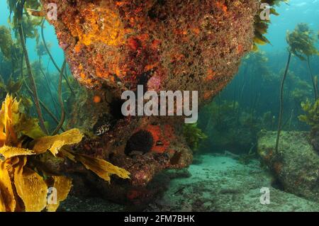 Großer Felsen mit schattigem Überhang, bedeckt mit bunten Wirbellosen auf dem Meeresgrund mit einem Kelpwald im Hintergrund. Stockfoto