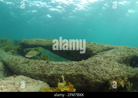 Großer Baumstamm, der in flaches Wasser getaucht wurde, wodurch Durchgänge und Verstecke für Rifffische geschaffen wurden. Stockfoto