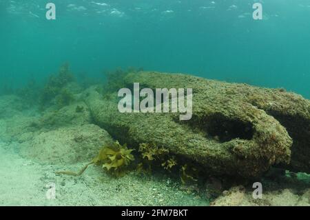 Überreste eines großen Baumstamms, die in flachem Wasser versunken sind und Fische mit Verstecken versorgen. Stockfoto