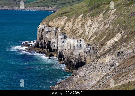 Purbeck-Küste bei Blackers Hole, Dorset. Blick nach Westen mit Caves of East man auf der Far Cliff Stockfoto