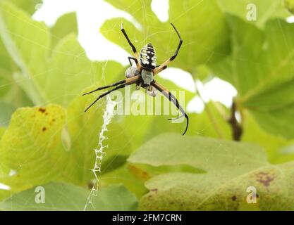 Schwarze und gelbe Gartenspinne Argiope aurantia, die Beute in Feigenbaum frisst Stockfoto