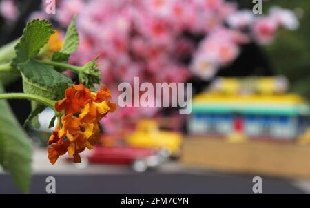 Blumen Nahaufnahme mit Vintage Diner und Hot Rods im Hintergrund. Small Town-Konzept Stockfoto