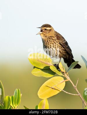 Eine weibliche RotflügelAmsel, die im Morgenlicht von Florida singt. Stockfoto