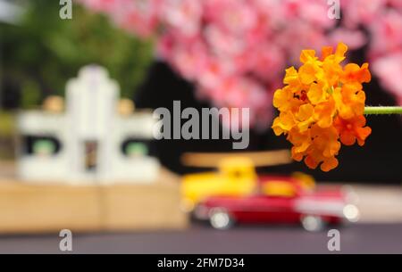 Blumen Nahaufnahme mit Vintage Diner und Hot Rods im Hintergrund. Small Town-Konzept Stockfoto