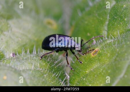Nahaufnahme eines Blaualmenkäfer ( Agelastica alni ) auf einer Pflanze Stockfoto