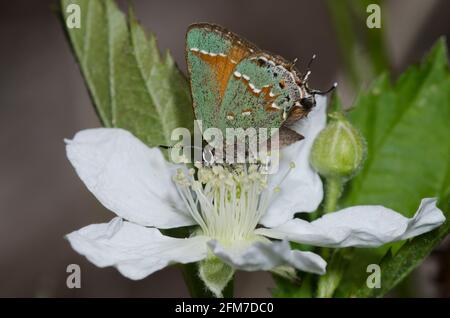 Wacholderhairstreak, Callophrys gryneus, Nektarierung von Blackberry, Rubus sp. Stockfoto