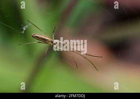 Longjawed Orbweaver, Tetragnatha sp. Stockfoto