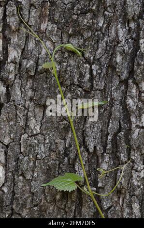 Traube, Vitis sp., Weinrebe, die auf Post Oak klettert, Quercus stellata Stockfoto