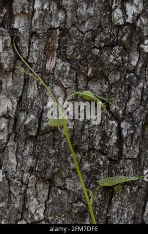 Traube, Vitis sp., Weinrebe, die auf Post Oak klettert, Quercus stellata Stockfoto