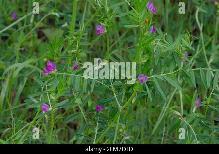 Garden Vetch, Vicia sativa Stockfoto