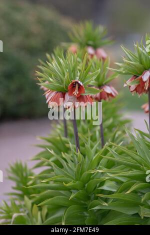 Vertikale Aufnahme des kaiserlichen Haselhuhns, das im Garten wächst Stockfoto