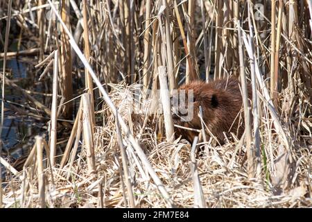 Am Rand eines Teiches versteckt sich ein nordamerikanischer Biber (Castor canadensis) unter trockenem Schilf. Stockfoto