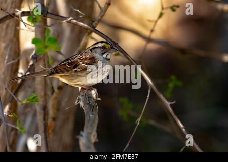 Ein Weißkehlspatz (Zonotrichia albicollis), der in goldenem Licht auf einem Baumzweig thront. Stockfoto