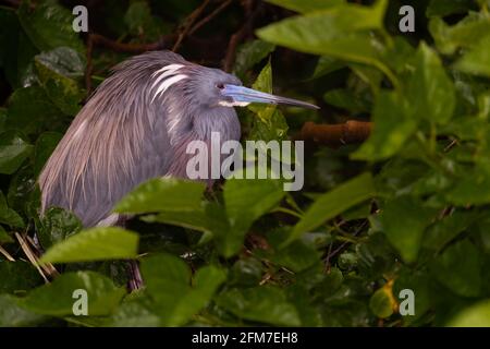 Dreifarbige Reiher auf der Anhöhe Stockfoto