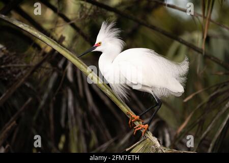 Schneegreiher im Brutgefieder. Stockfoto