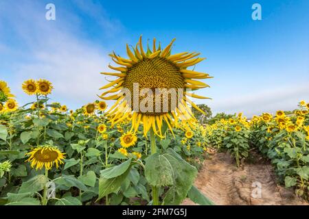 Sonnenblumen sind eine Geldpflanze Helianthus ist eine Gattung, die etwa 70 Arten von einjährigen und mehrjährigen Blütenpflanzen in der Familie der Gänseblümchen-Asteraceae umfasst. Stockfoto