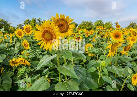 Cornus florida, der blühende Hundehölz, ist eine blühende Baumart aus der Familie der Cornaceae, die im Osten Nordamerikas und im Norden Mexikos beheimatet ist. Stockfoto