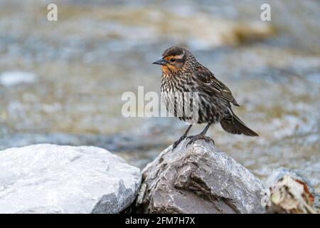 Rotflügeliger Amsel, (Agelaius phoeniceus), Weibchen im Frühling Stockfoto