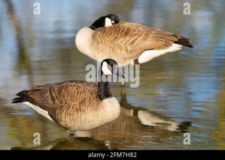 Gänse, Gänse, Gänse (Branta canadensis) Stockfoto